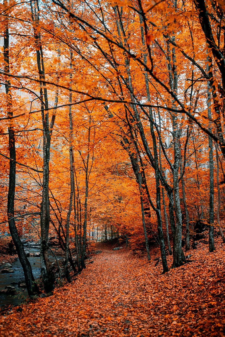 Vibrant Orange Autumn Forest Path Lined With Tall Trees And Fallen Leaves HD phone wallpaper