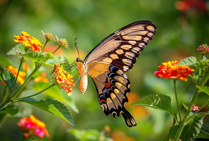 Golden Swallowtail Butterfly Perched on Vibrant Lantana Flowers in a Lush Garden HD wallpaper