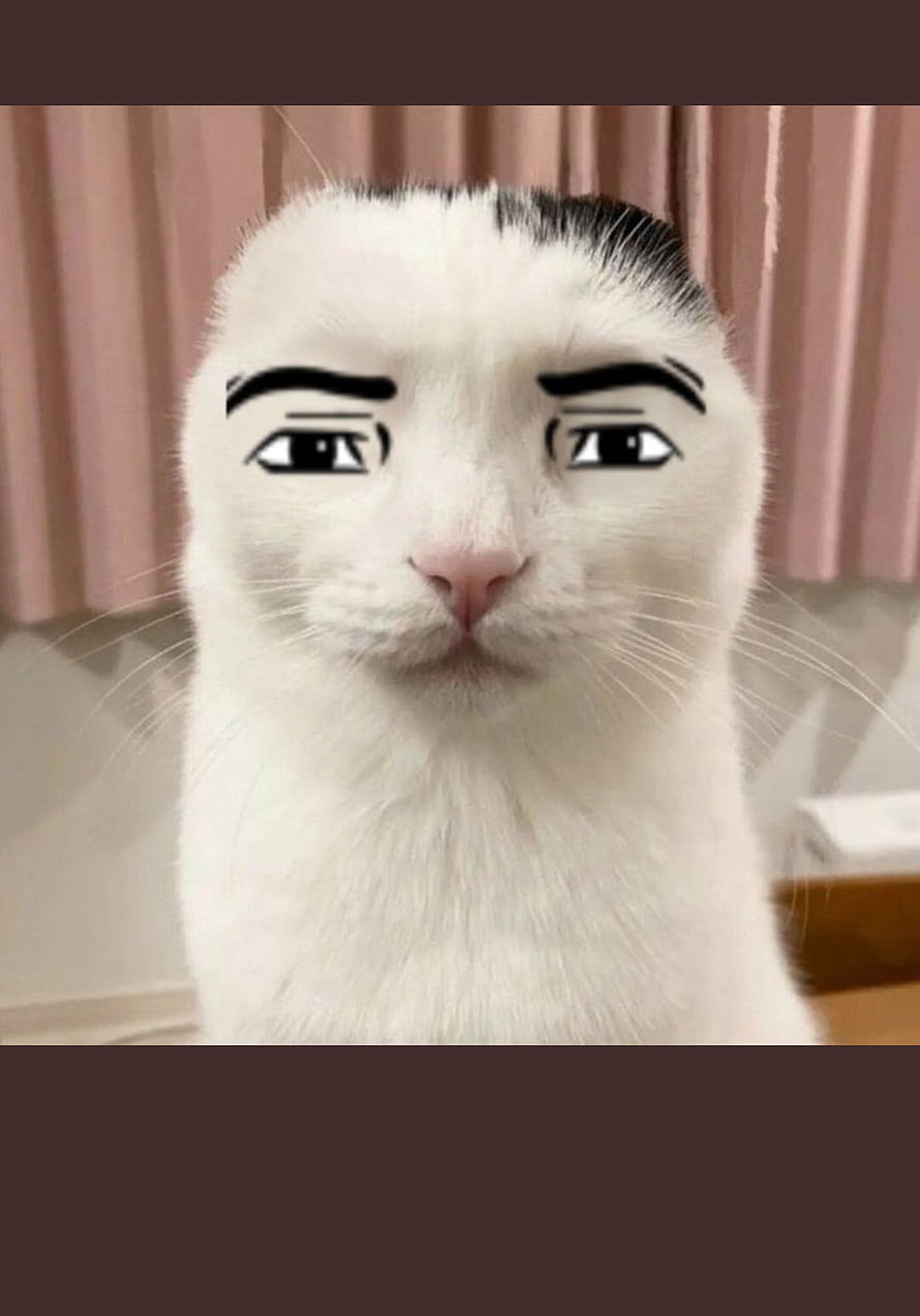 Funny White Cat With Anime Eyes And Eyebrows Meme HD phone wallpaper