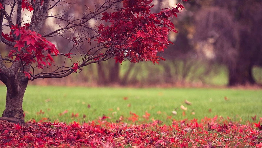 Vibrant Red Maple Leaves Scattered on Green Grass in Autumn Park HD wallpaper