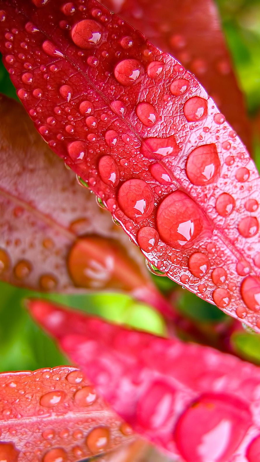 Macro Photography of Vibrant Red Leaves with Glistening Water Droplets HD phone wallpaper