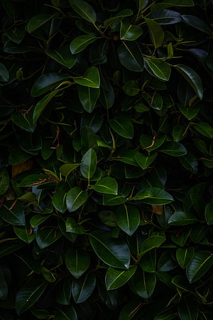 Dark Green Rubber Plant Leaves Closeup Texture Background HD phone wallpaper