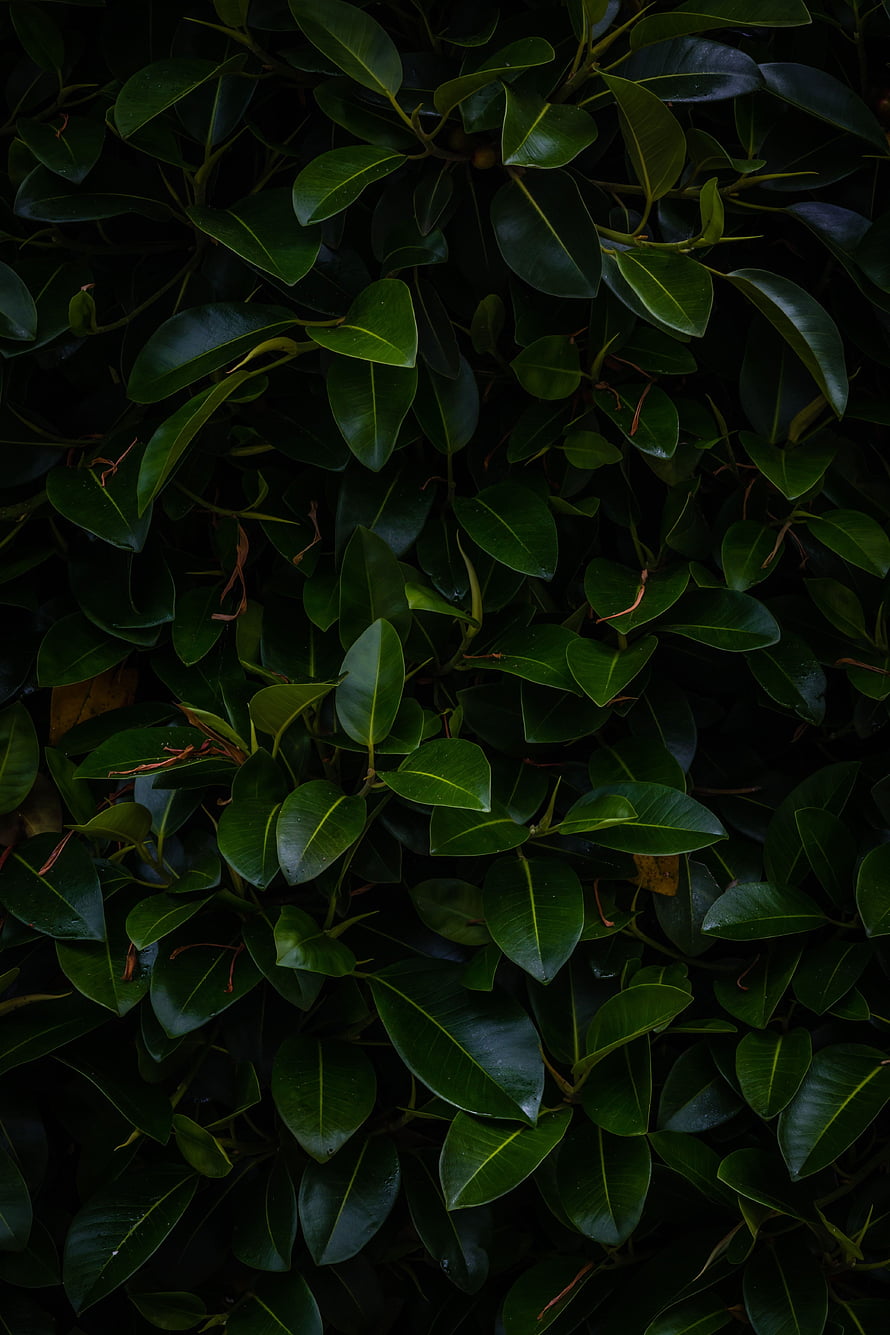 Dark Green Rubber Plant Leaves Closeup Texture Background HD phone wallpaper
