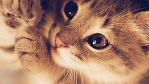 Close-Up Portrait of a Fluffy Ginger Tabby Cat with Big Eyes HD wallpaper