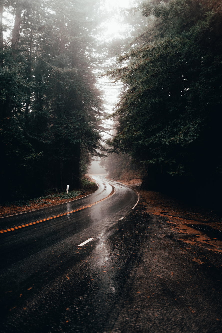 Winding Rainy Forest Road Disappearing Into Misty Evergreen Canopy HD phone wallpaper