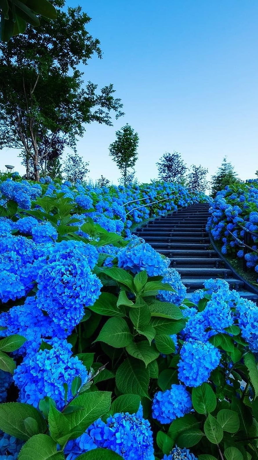 Vibrant Blue Hydrangeas Lining a Garden Staircase Under a Clear Sky HD phone wallpaper