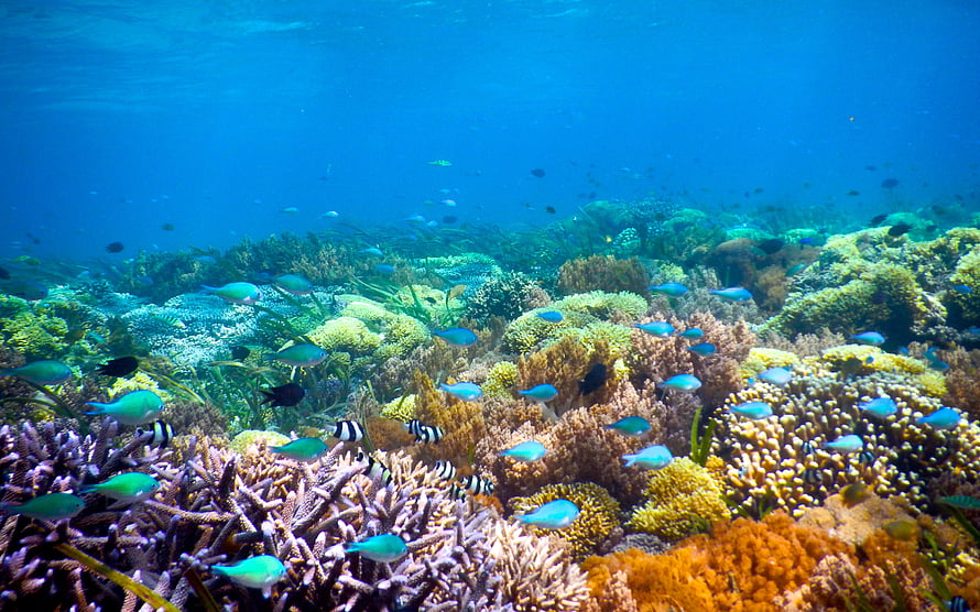 Vibrant Coral Reef Ecosystem With Colorful Tropical Fish Swimming In Clear Blue Ocean Water HD wallpaper