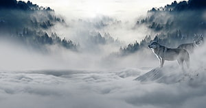 Two wolves standing on a snowy ridge above a sea of fog with misty pine forest mountains in the background HD wallpaper