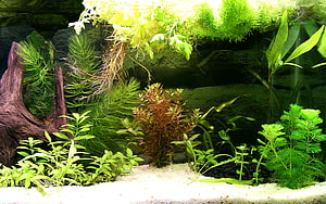 Lush planted aquarium with driftwood, moss, and diverse aquatic plants on white sand HD wallpaper