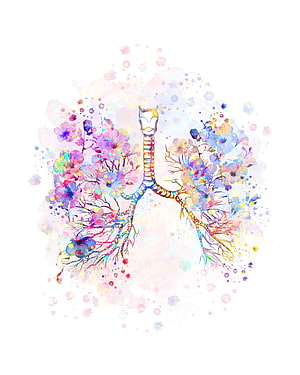 Watercolor Human Lungs Anatomy Art with Floral Bronchial Tree Design, Bronchial Tree Watercolor Lungs Anatomy Bronchi Trachea Respiratory System Pulmonologist Gift Clinic Decor Doctor Gift Med Student Gift in 2021. Human anatomy art, Lungs art, Anatomy art HD phone wallpaper