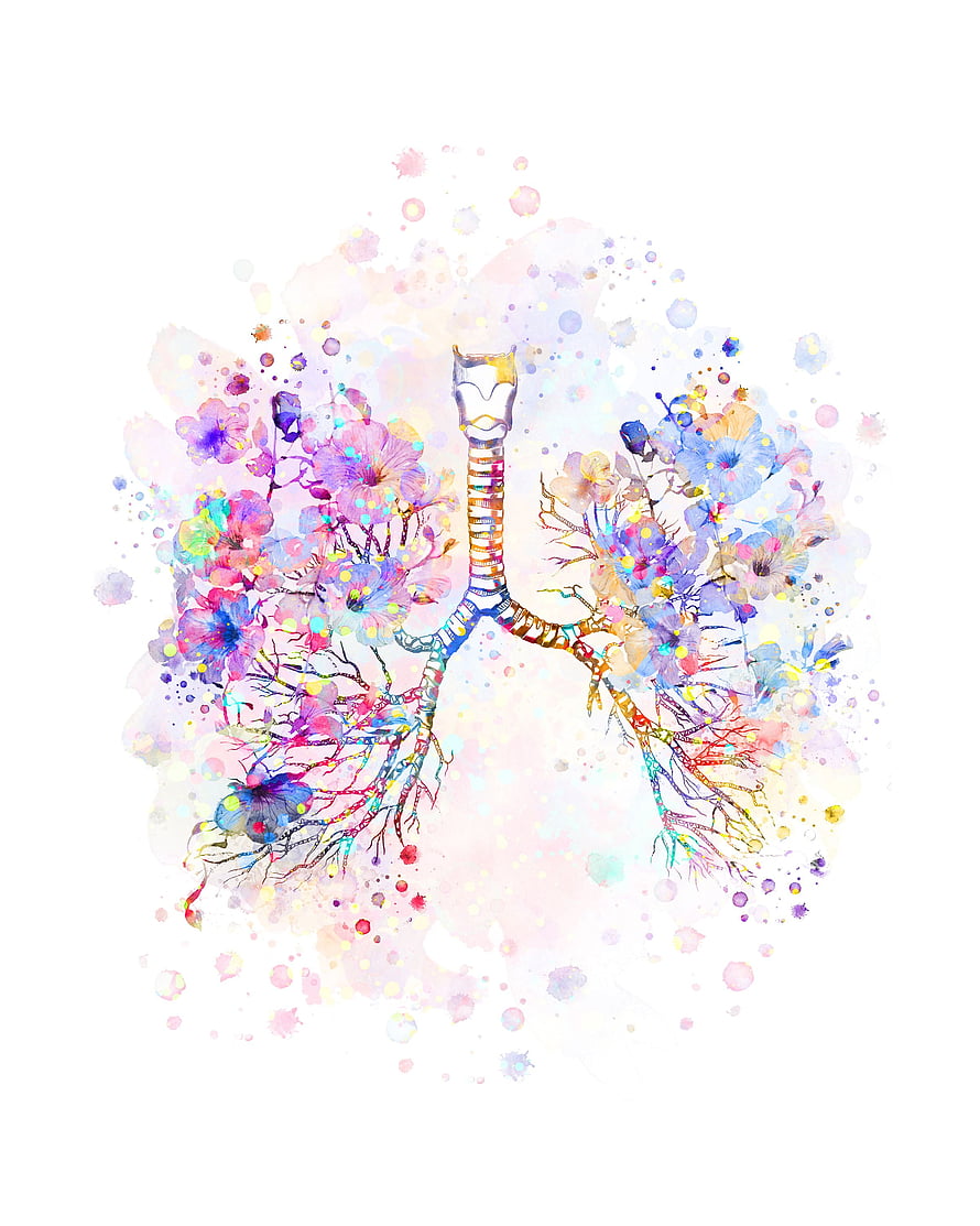 Watercolor Human Lungs Anatomy Art with Floral Bronchial Tree Design, Bronchial Tree Watercolor Lungs Anatomy Bronchi Trachea Respiratory System Pulmonologist Gift Clinic Decor Doctor Gift Med Student Gift in 2021. Human anatomy art, Lungs art, Anatomy art HD phone wallpaper