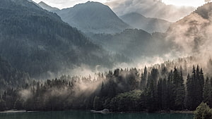 Misty Mountain Lake with Dense Coniferous Forest and Morning Fog HD wallpaper