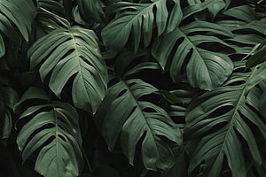 Dark Moody Monstera Leaves Tropical Plant Texture Background HD wallpaper