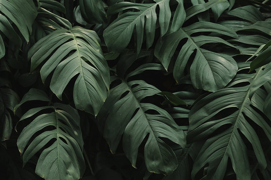 Dark Moody Monstera Leaves Tropical Plant Texture Background HD wallpaper