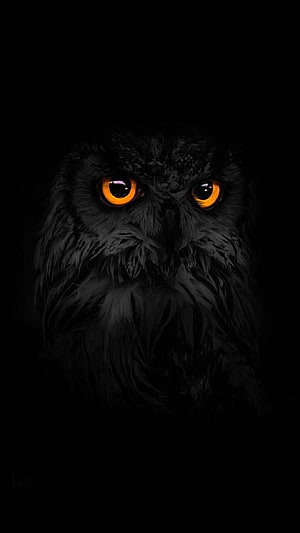 Majestic Black Owl with Glowing Amber Eyes in Dark Shadow HD phone wallpaper