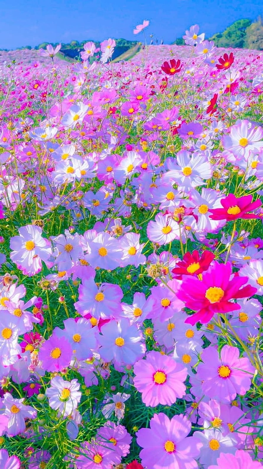 Vibrant Cosmos Flower Field Under a Clear Blue Sky HD phone wallpaper