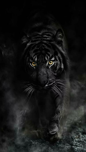 Majestic Black Tiger Walking Through Misty Dark Forest With Glowing Yellow Eyes HD phone wallpaper