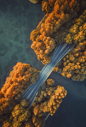Aerial View of a Road Cutting Through Golden Autumn Forest and Dark Water HD phone wallpaper