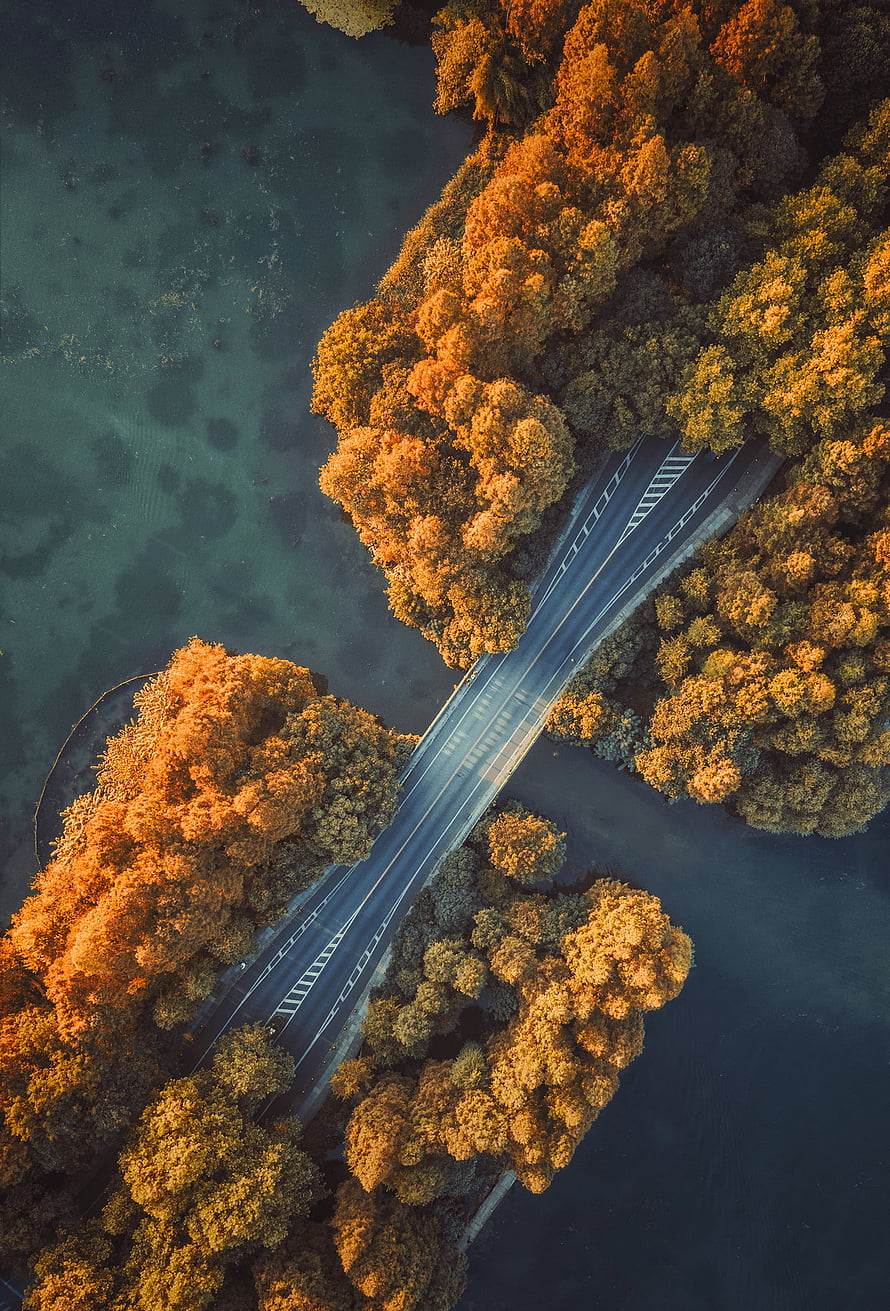 Aerial View of a Road Cutting Through Golden Autumn Forest and Dark Water HD phone wallpaper