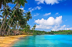 Tropical Beach Landscape With Leaning Palm Trees And Turquoise Water HD wallpaper