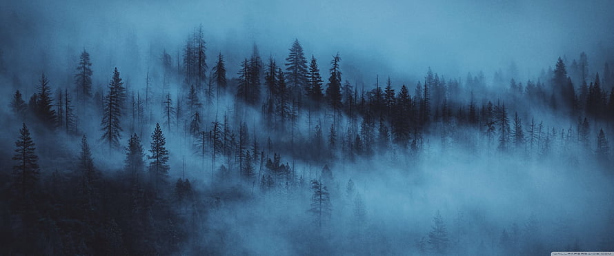 Misty Blue Pine Forest Landscape With Foggy Trees And Dark Moody Atmosphere HD wallpaper