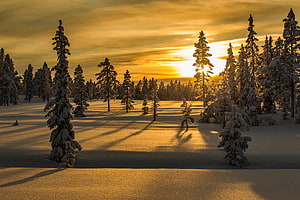 Golden Winter Sunset Over Snow-Covered Fir Trees in a Serene Forest Landscape HD wallpaper