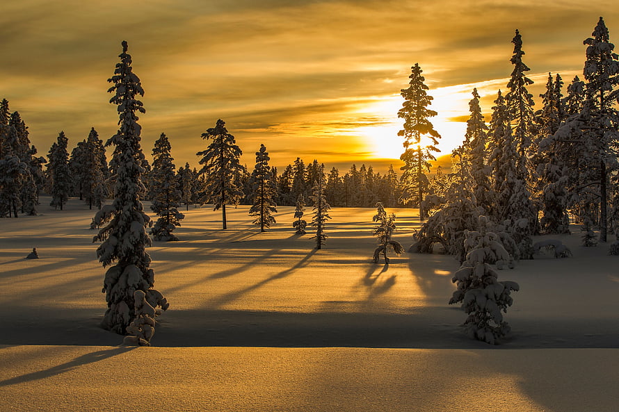 Golden Winter Sunset Over Snow-Covered Fir Trees in a Serene Forest Landscape HD wallpaper