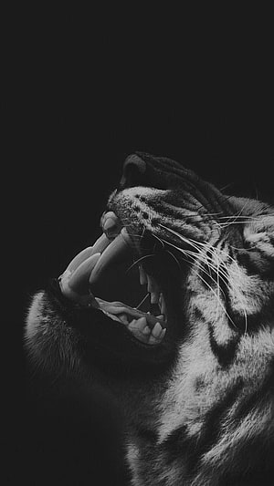 Black And White Roaring Tiger Close Up Wallpaper HD phone wallpaper