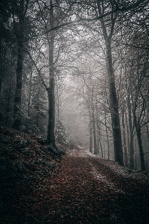 Misty Autumn Forest Path with Bare Trees and Fallen Leaves HD phone wallpaper