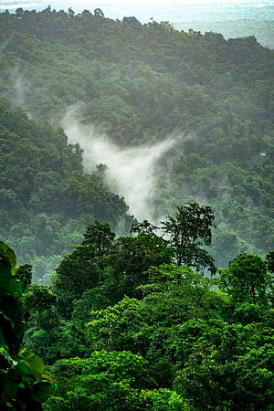 Misty Mountain Rainforest Canopy with Drifting Fog and Lush Green Foliage HD phone wallpaper