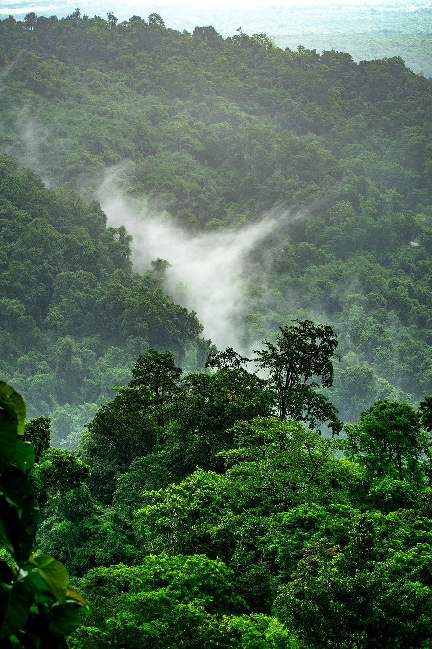 Misty Mountain Rainforest Canopy with Drifting Fog and Lush Green Foliage HD phone wallpaper