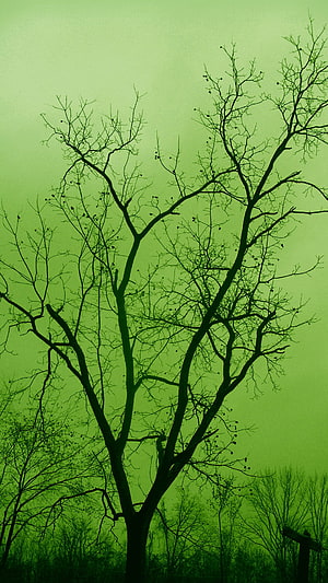 Silhouette of Bare Trees Against a Vibrant Green Sky HD phone wallpaper