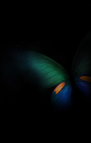 Dark Blue and Green Butterfly Wings with Orange Spots on Black Background HD phone wallpaper