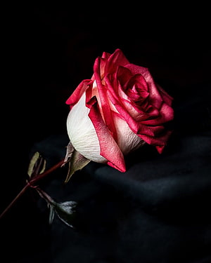 Red and White Rose Bud on Black Background HD phone wallpaper