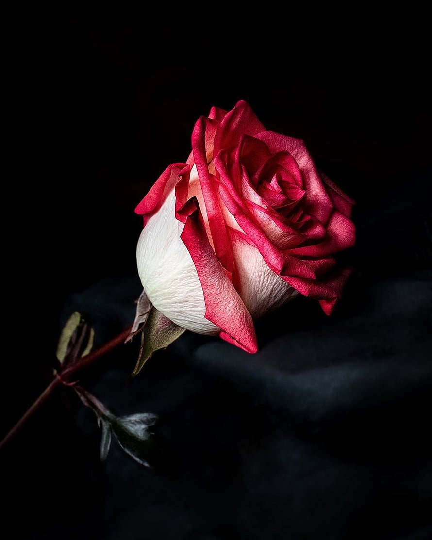 Red and White Rose Bud on Black Background HD phone wallpaper