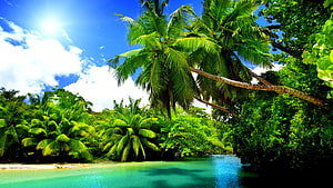 Tropical Paradise with Palm Trees and Turquoise Water HD wallpaper