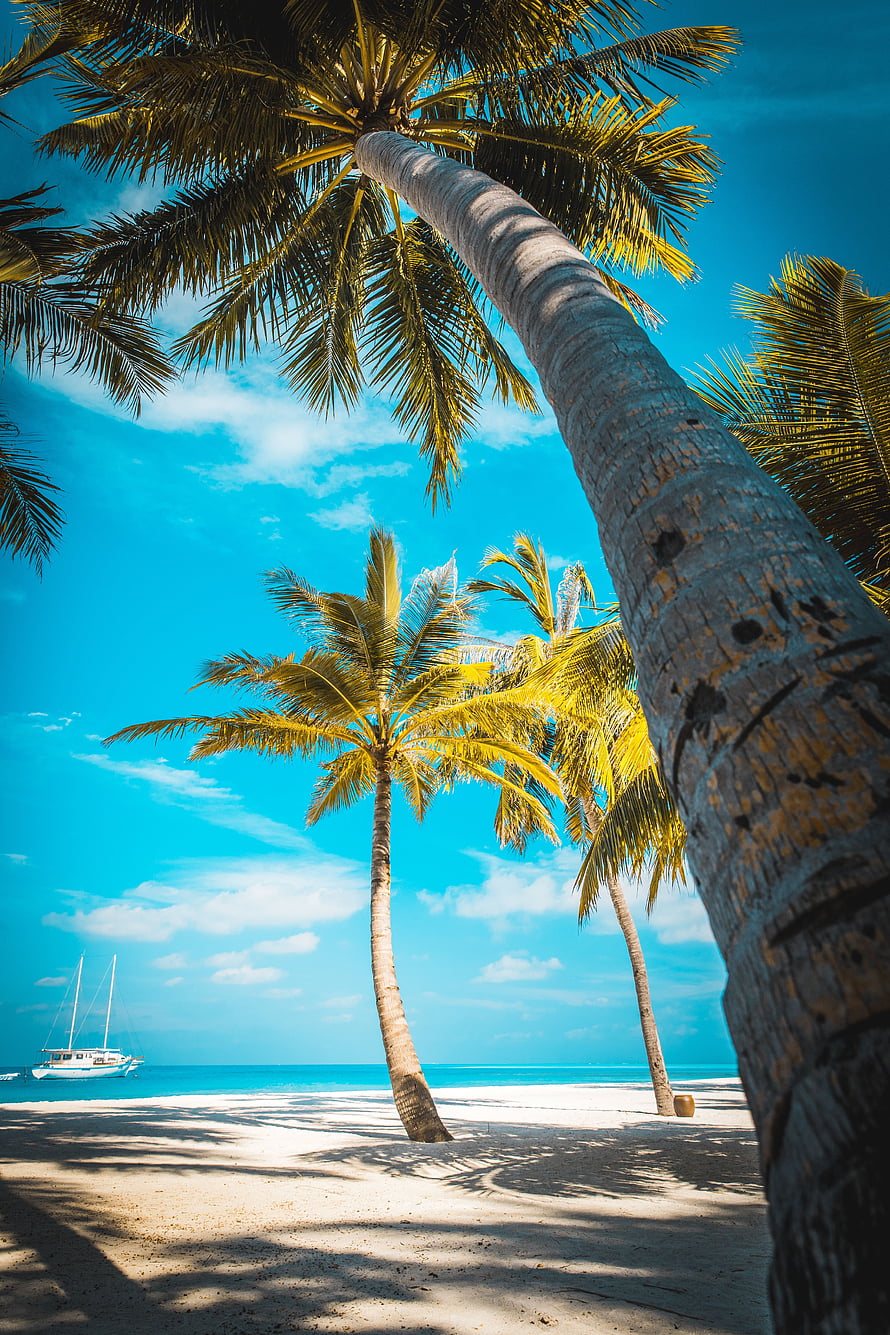 Tropical Beach Scene With Tall Palm Trees And A Sailboat On The Ocean HD phone wallpaper
