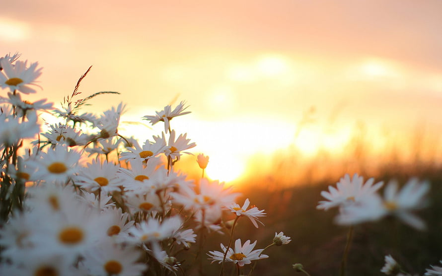 White daisies in a meadow during a golden sunrise with soft bokeh HD wallpaper