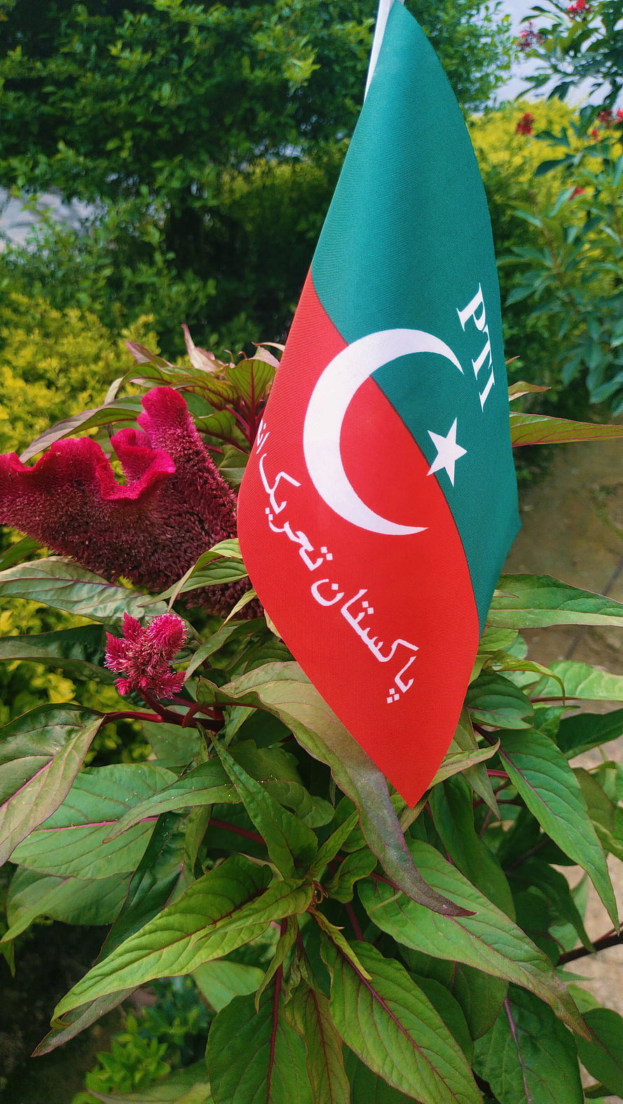 PTI Pakistan Tehreek-e-Insaf political party flag waving in a garden with red flowers HD phone wallpaper