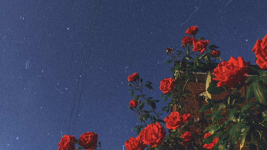 Vibrant Red Roses Climbing a Brick Wall Against a Deep Blue Sky HD wallpaper