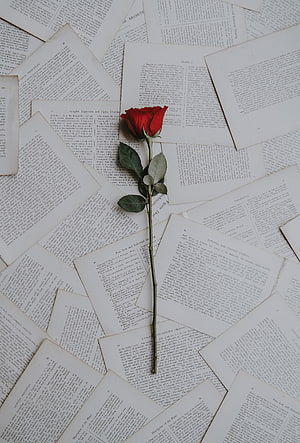 Single Red Rose Lying on Vintage Book Pages Flat Lay HD phone wallpaper