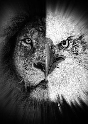 Monochrome Lion and Eagle Hybrid Face Artwork HD phone wallpaper