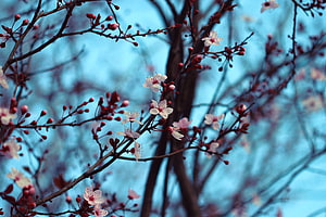 Delicate Cherry Blossoms Blooming on Dark Branches Against a Soft Blue Sky HD wallpaper