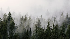 Misty Pine Forest Landscape With Foggy Evergreen Trees And Atmospheric Nature Scene HD wallpaper