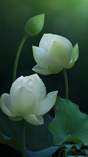 Serene White Lotus Flowers with Dew Drops on Green Leaves HD phone wallpaper