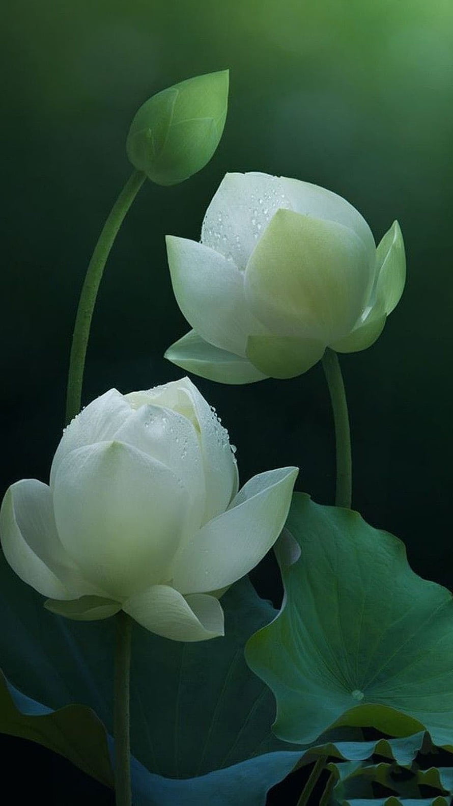 Serene White Lotus Flowers with Dew Drops on Green Leaves HD phone wallpaper