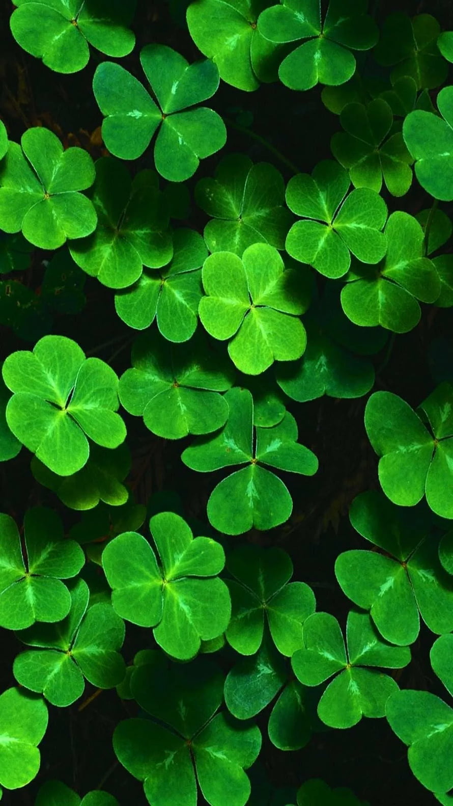 Vibrant Green Clover Leaves Pattern on Dark Background HD phone wallpaper