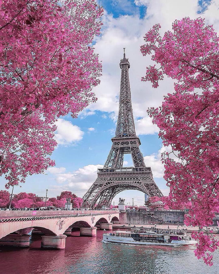 Eiffel Tower framed by vibrant pink blossoms along the Seine River in Paris HD phone wallpaper