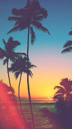 Tropical Palm Tree Silhouettes Against a Vibrant Sunset Sky Over the Ocean HD phone wallpaper
