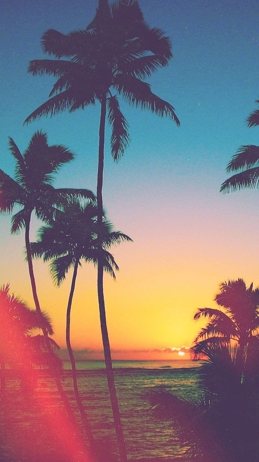 Tropical Palm Tree Silhouettes Against a Vibrant Sunset Sky Over the Ocean HD phone wallpaper